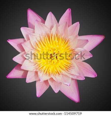 Lily isolated on the black background