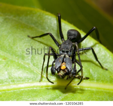 Myrmarachne plataleoides spider eating insect