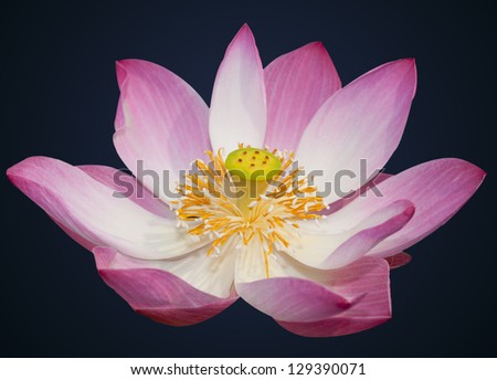 Indian lotus isolated on the black background