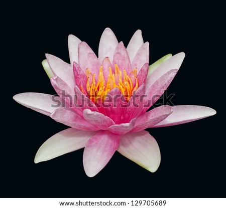 The beautiful pink lotus isolated on the black background