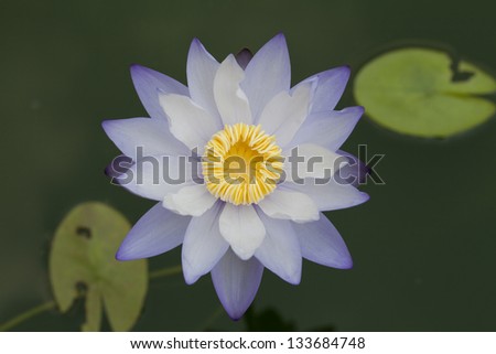 The beautiful violet lotus bloom