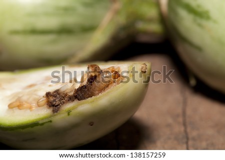 Worm in non-toxic eggplant fruit