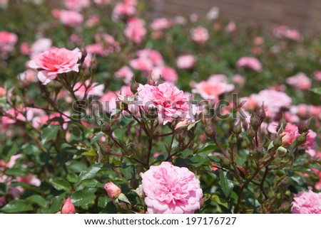 The beautiful rose season bloom in Japan