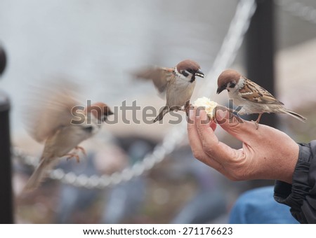 Tree sparrow bird eating  bread from hand