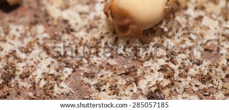 Ant moving pupa  teamwork