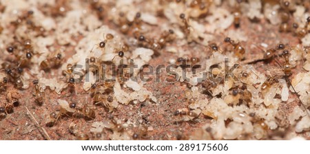 Ant moving pupa by teamwork