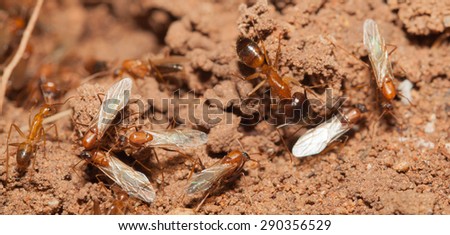 Ant teamwork