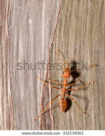 Ant moving pupa close up