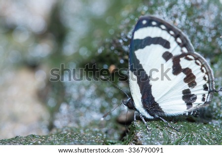 Straight pierrot butterfly close up