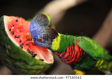 Parrot Eat