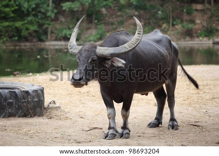 A big  buffalo with the beautiful horn
