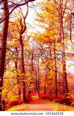 Fall Wallpaper Forest Landscape