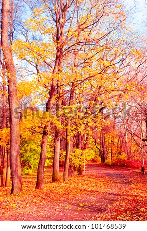 Natural Background Fall Wallpaper