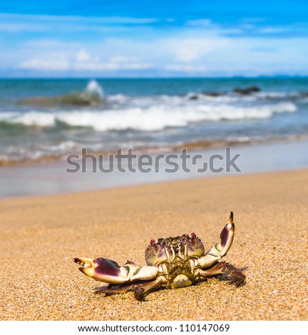 Pure Threat Funny Crab