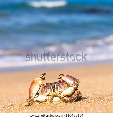 Funny Crab On the Shore