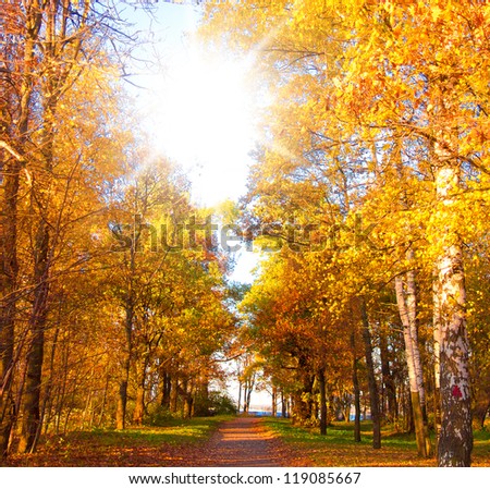Forest Landscape Wallpaper Sunshine