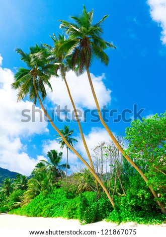 Palms Park Jungle