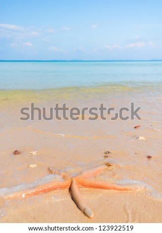 Sea Starlet In a Paradise Far from Home