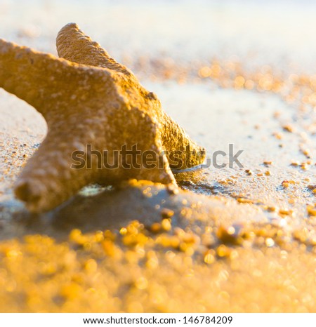 Sea Starlet Fallen Morning Star