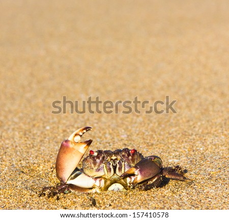Alien Creature Funny Crab