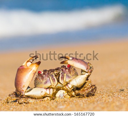 On the Shore Funny Crab