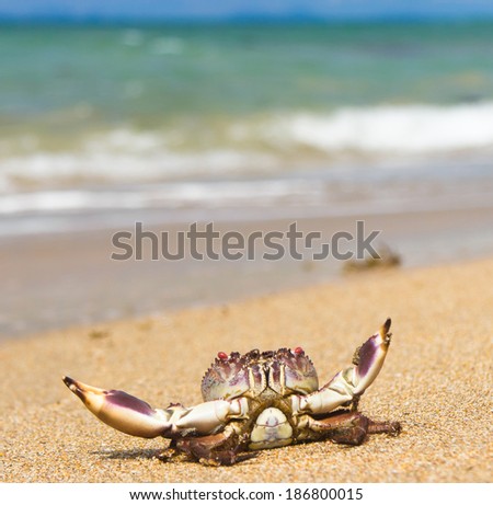 Funny Crab Seafood Posing