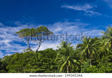 Forest Landscape Leaves and Branches
