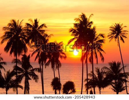 Tree Silhouettes Idyllic Wallpaper Tree Silhouettes Idyllic Wallpaper