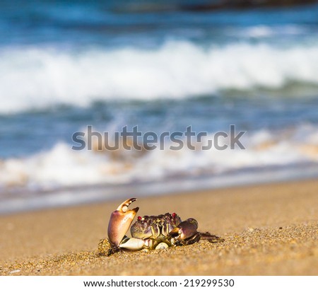 Funny Crab Cute Animal