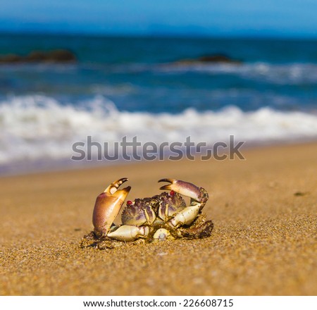 Seafood Posing Funny Crab