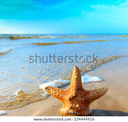 Dream Star Fish