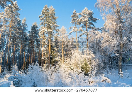 Frozen Woods Wintry Landscape