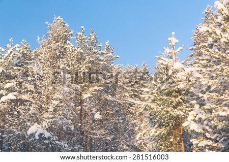 Wintry Landscape December Frost