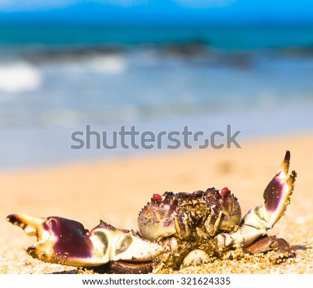 Funny Crab Pure Threat