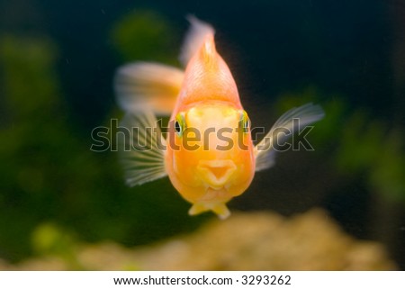 gold fish smile slose-up humor on a face tropical underwater
