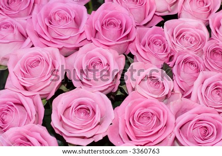 big bunch of multiple pink roses of a bride on a wedding from top, from above. kind of texture background image roses