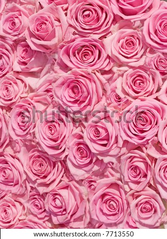 big pink roses pictures. of multiple pink roses of