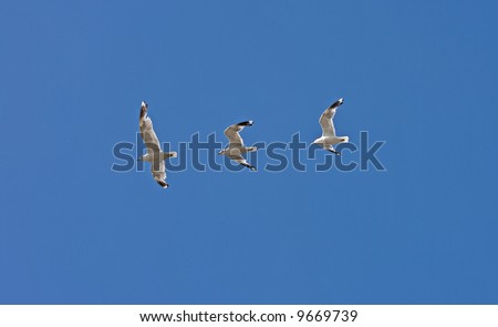 bird\'s flight captured in three shots - albatross fly in the sky isolated