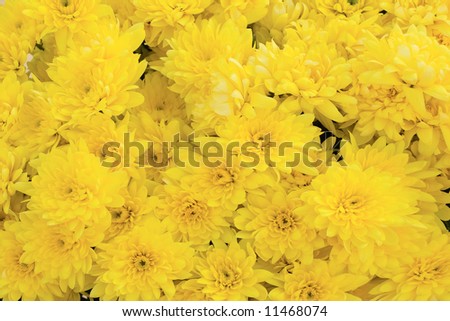 floral background - See similar images of this \