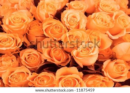 orange roses background - See similar images of this \