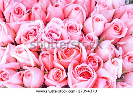 big pink roses pictures. ig pink roses pictures.