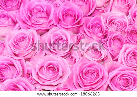 big pink roses pictures. of multiple pink roses