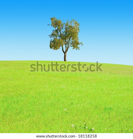 a lone tree