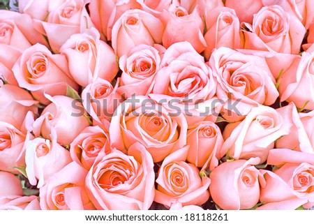 images Big pink roses big pink big pink roses pictures. images Big pink roses big pink