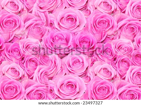 flowers roses background. stock photo : Roses background
