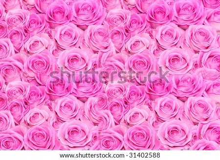pink rose flower background. stock photo : Huge pink roses