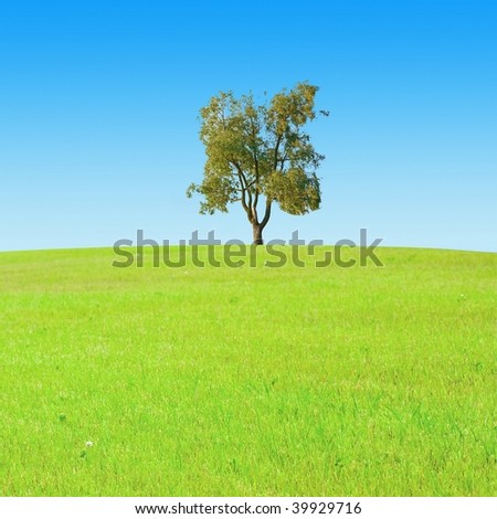 One single lone tree