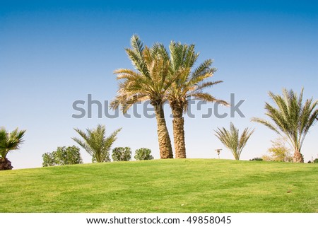 golf field palms