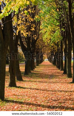 Sad Autumn Path