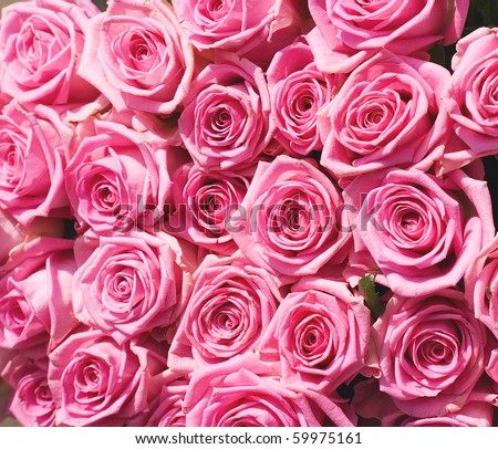 big pink roses pictures. pink roses of a bride